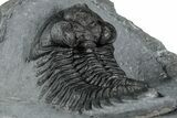 Bug-Eyed Coltraneia Trilobite Fossil - Ofaten, Morocco #354444-5